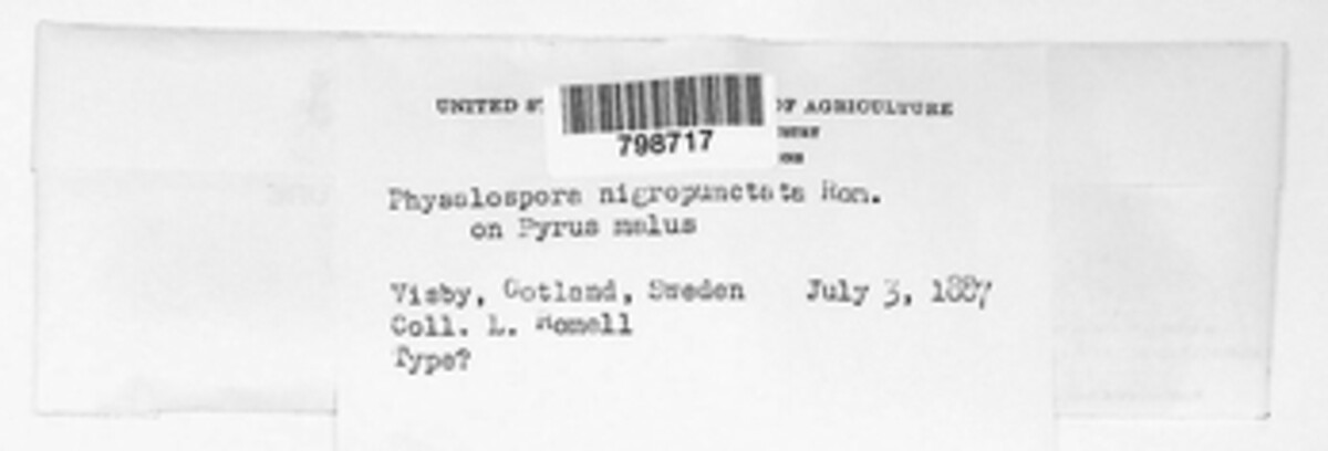 Xylochora image